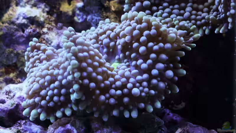 Besatz im Aquarium WG-Riff von Cichlid Power (36)