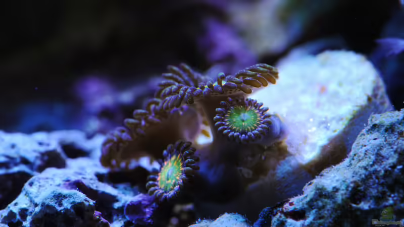 Besatz im Aquarium WG-Riff von Cichlid Power (38)