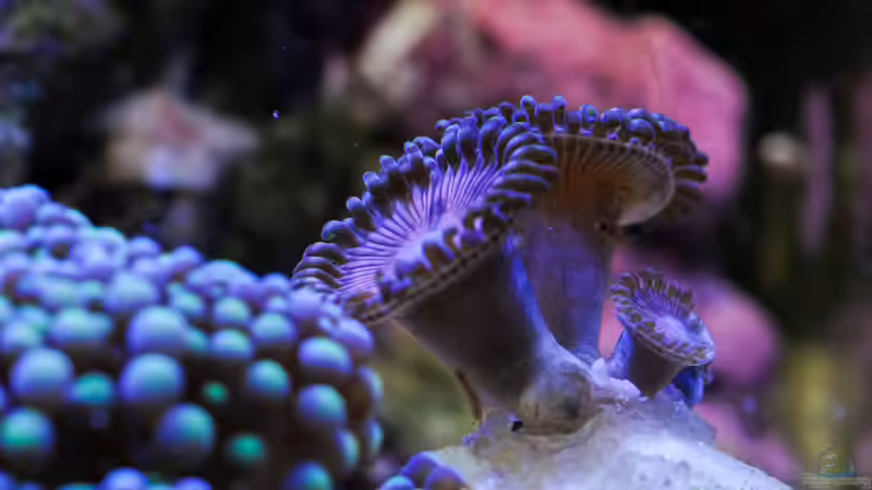 Besatz im Aquarium WG-Riff von Cichlid Power (39)