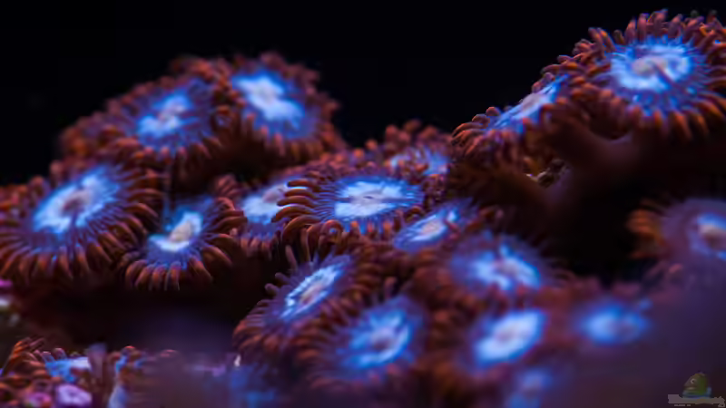 Besatz im Aquarium WG-Riff von Cichlid Power (43)