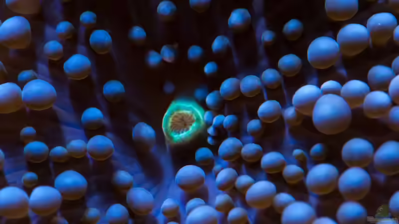 Besatz im Aquarium WG-Riff von Cichlid Power (44)