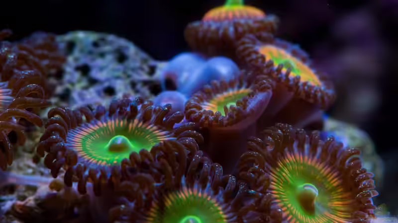 Besatz im Aquarium WG-Riff von Cichlid Power (45)