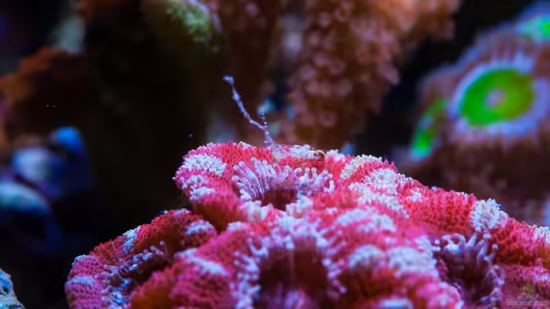 Besatz im Aquarium WG-Riff von Cichlid Power (46)