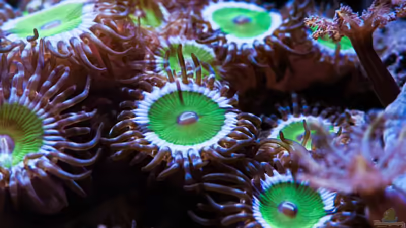 Besatz im Aquarium WG-Riff von Cichlid Power (47)