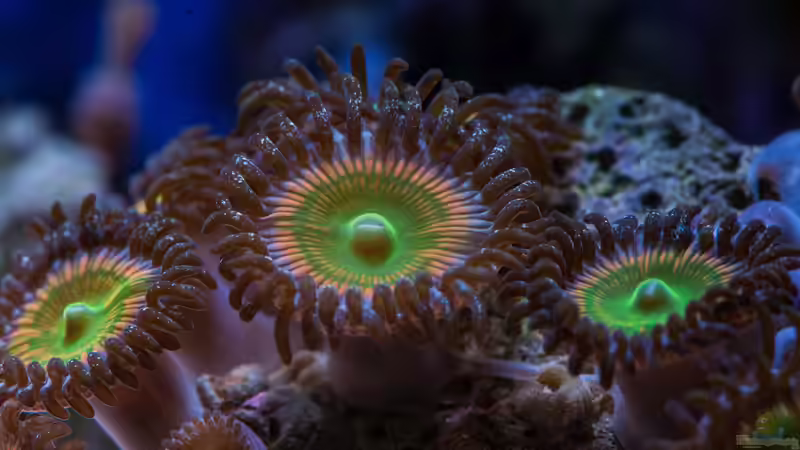 Besatz im Aquarium WG-Riff von Cichlid Power (48)