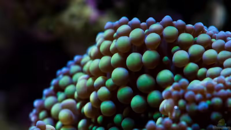 Besatz im Aquarium WG-Riff von Cichlid Power (49)