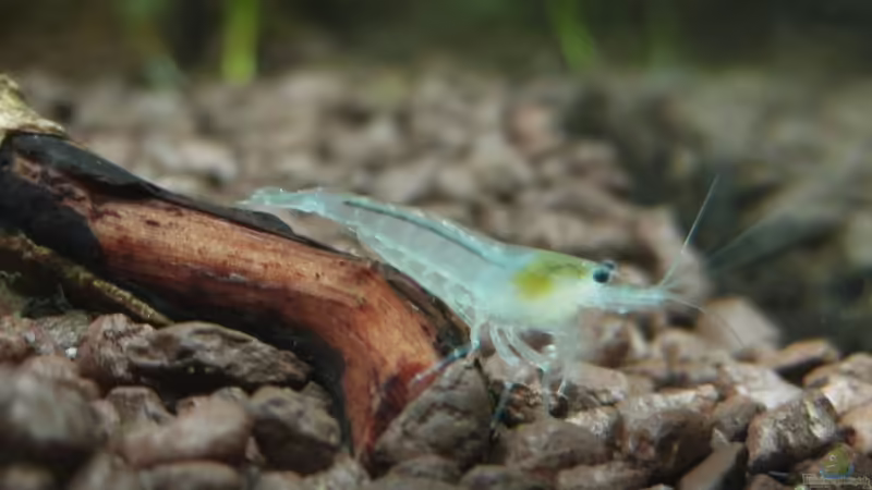 Besatz im Aquarium White Pearl`s Home von Lielle (5)