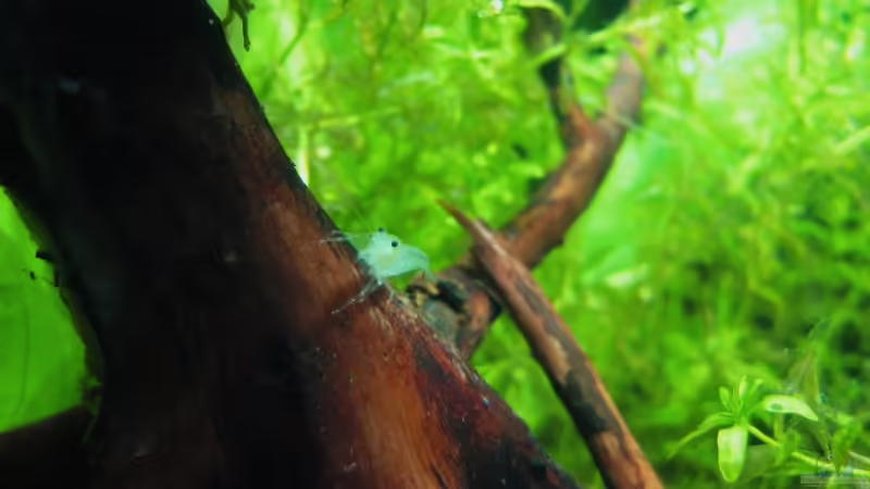 Besatz im Aquarium White Pearl`s Home von Lielle (6)