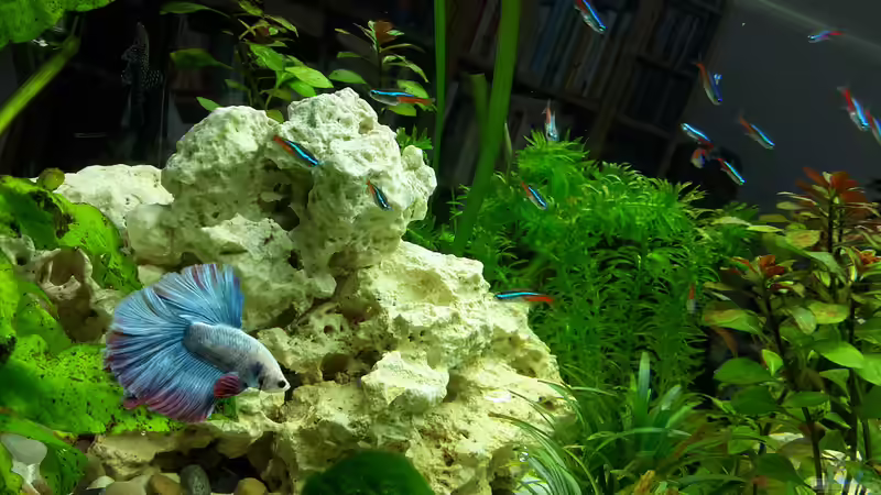 Besatz im Aquarium White Sands von Glyzerine (23)