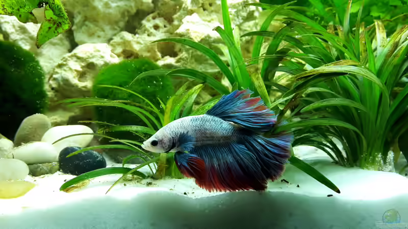 Besatz im Aquarium White Sands von Glyzerine (24)