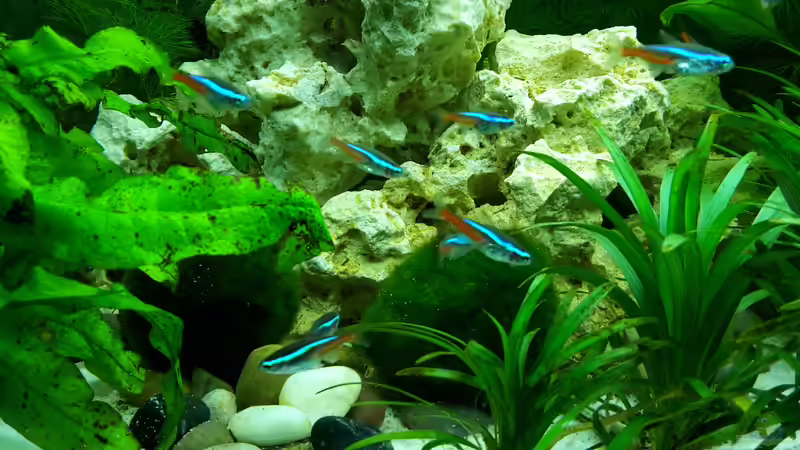 Besatz im Aquarium White Sands von Glyzerine (26)