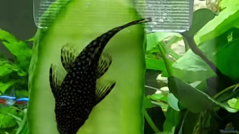 Besatz im Aquarium White Sands von Glyzerine (28)