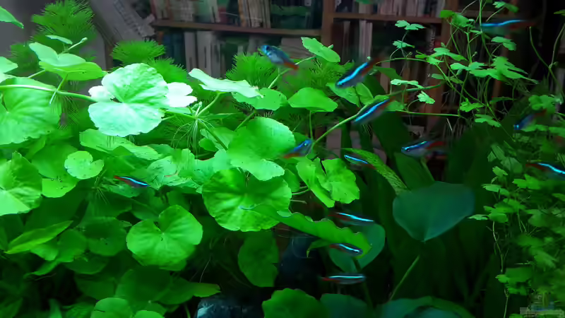 Besatz im Aquarium White Sands von Glyzerine (29)