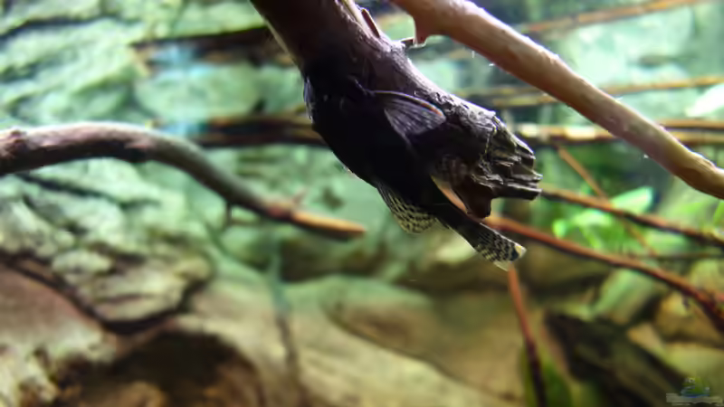 Besatz im Aquarium Wild Rio Guapore von Atacama (26)