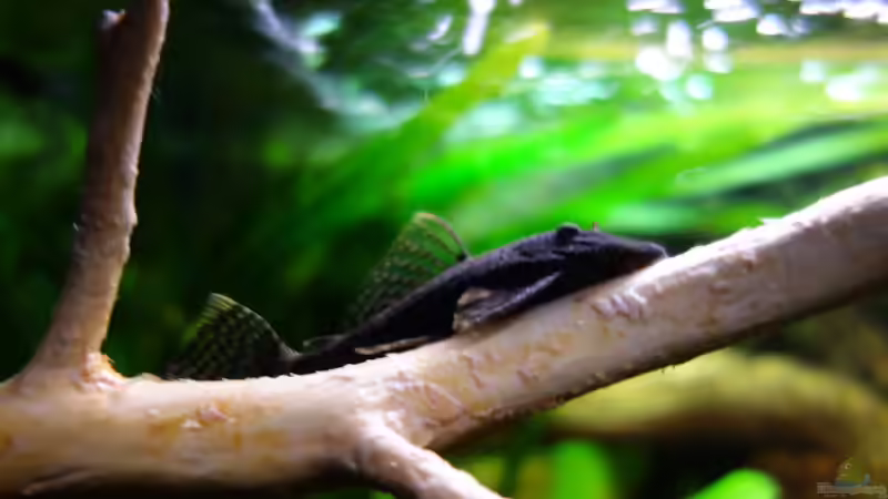 Besatz im Aquarium Wild Rio Guapore von Atacama (27)