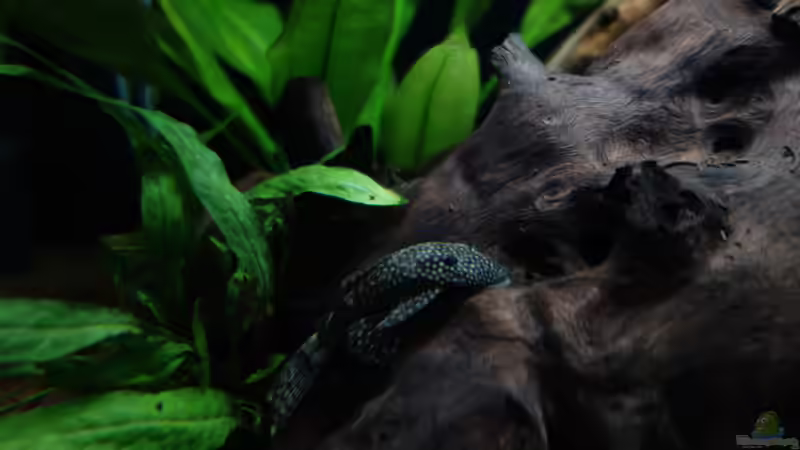 Besatz im Aquarium Wild Rio Guapore von Atacama (28)