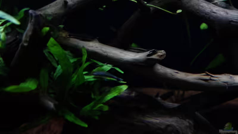 Besatz im Aquarium Wild Rio Guapore von Atacama (31)