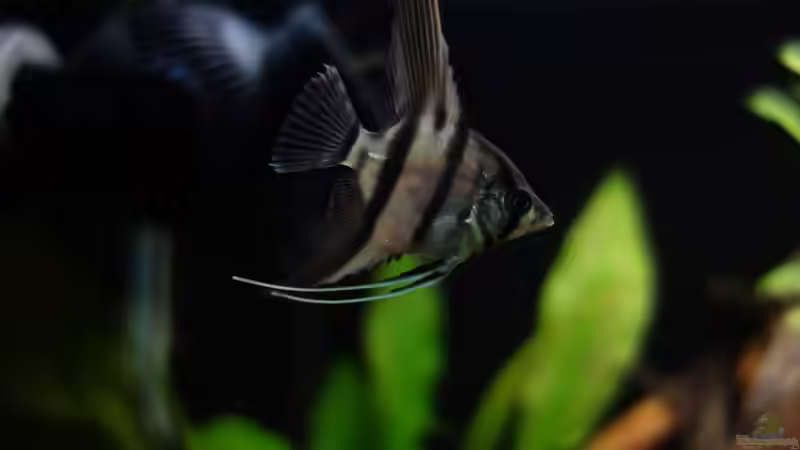 Besatz im Aquarium Wild Rio Guapore von Atacama (32)