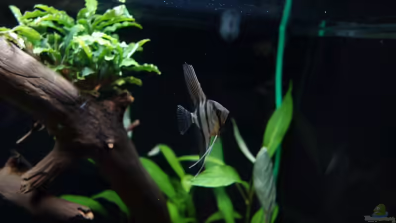 Besatz im Aquarium Wild Rio Guapore von Atacama (33)