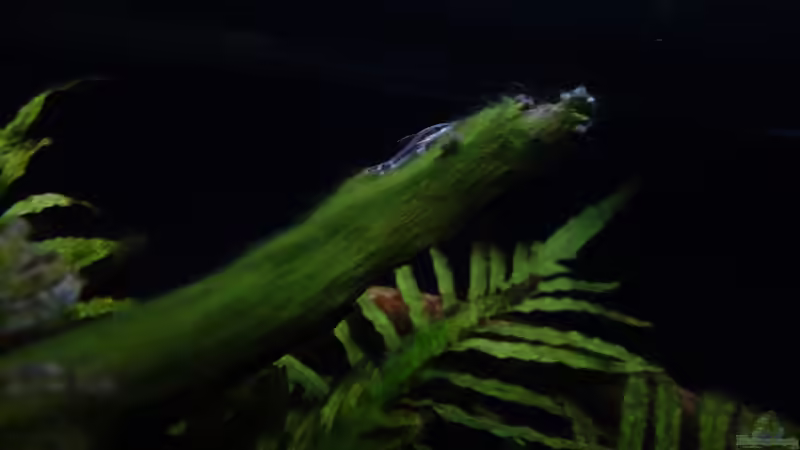 Besatz im Aquarium Wild Rio Guapore von Atacama (34)