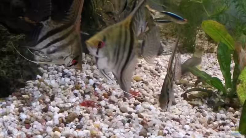 Besatz im Aquarium wild stones and plants von Dreadnought (29)