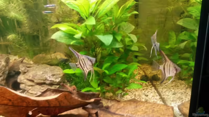 Besatz im Aquarium wild stones and plants von Dreadnought (30)