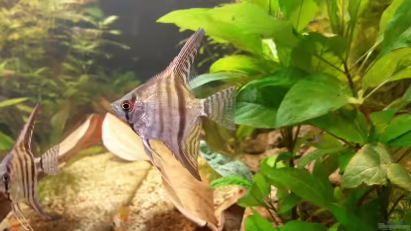 Besatz im Aquarium wild stones and plants von Dreadnought (31)