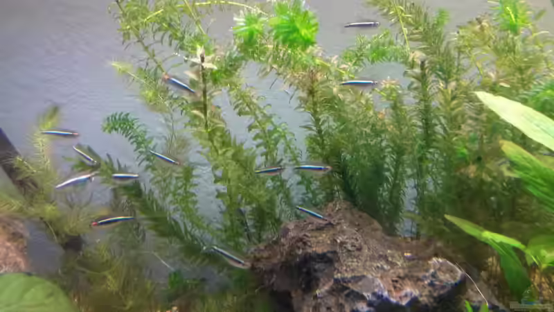 Besatz im Aquarium wild stones and plants von Dreadnought (33)