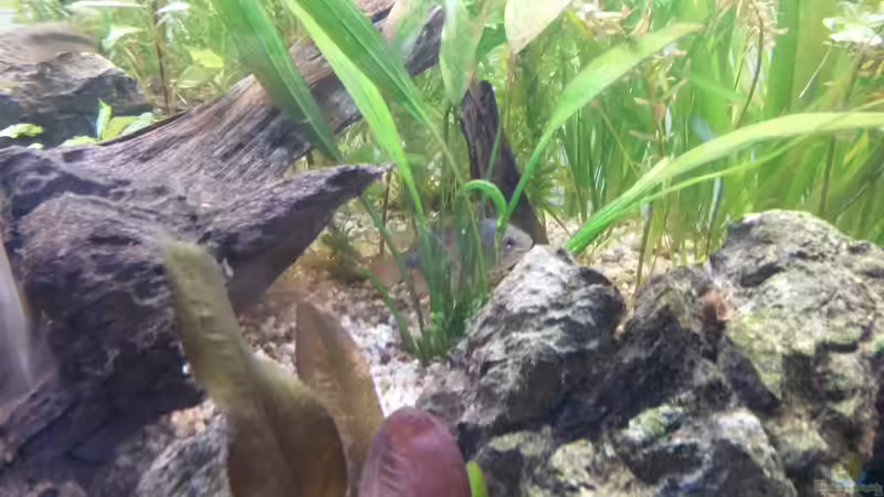 Besatz im Aquarium wild stones and plants von Dreadnought (36)