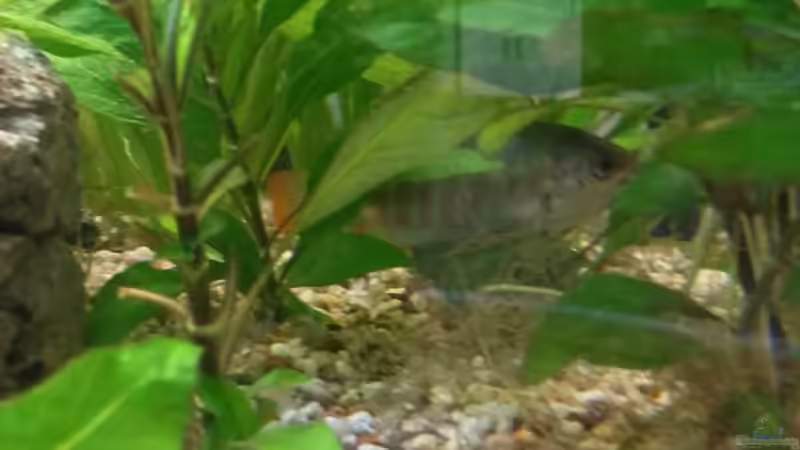 Besatz im Aquarium wild stones and plants von Dreadnought (38)