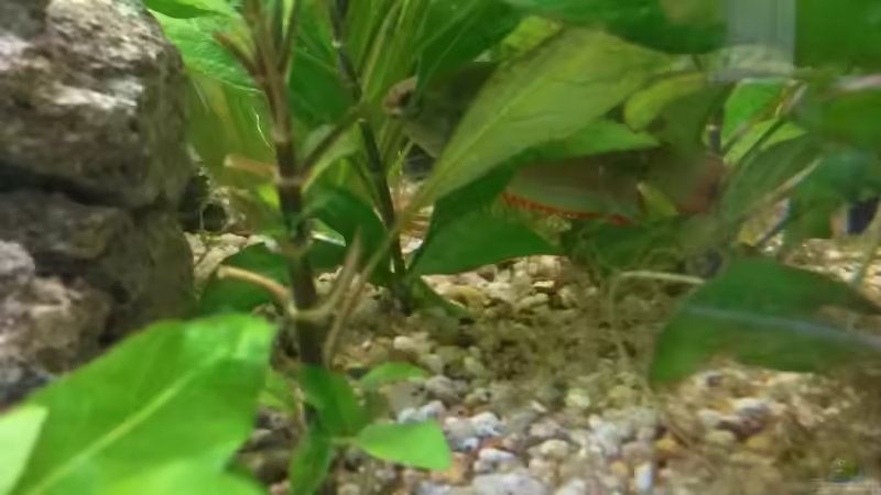 Besatz im Aquarium wild stones and plants von Dreadnought (39)