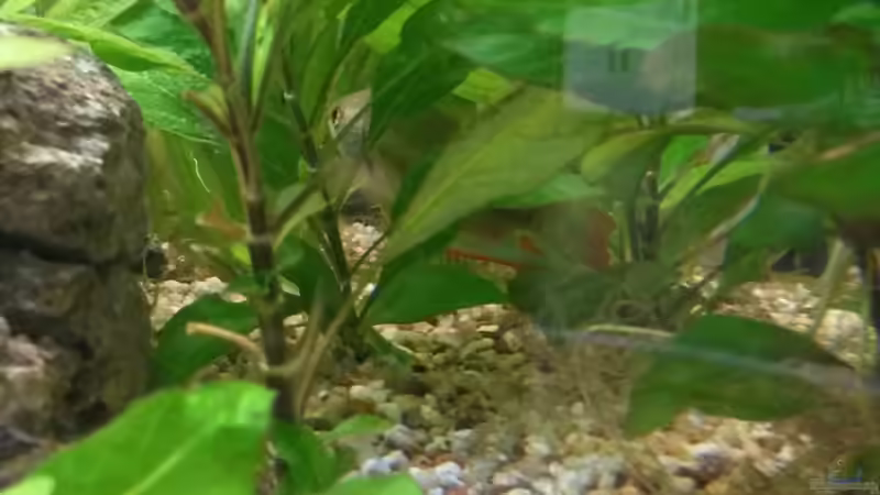 Besatz im Aquarium wild stones and plants von Dreadnought (41)