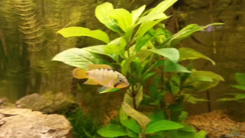 Besatz im Aquarium wild stones and plants von Dreadnought (42)