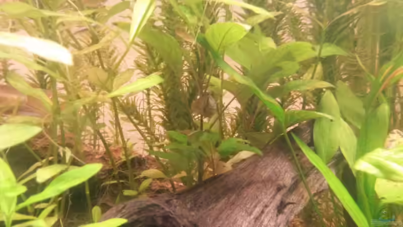 Besatz im Aquarium wild stones and plants von Dreadnought (43)