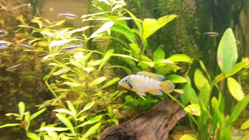 Besatz im Aquarium wild stones and plants von Dreadnought (44)