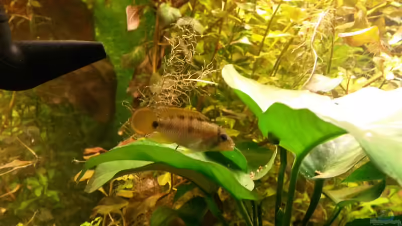 Besatz im Aquarium wild stones and plants von Dreadnought (46)