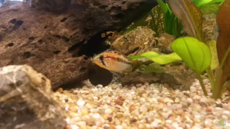 Besatz im Aquarium wild stones and plants von Dreadnought (48)