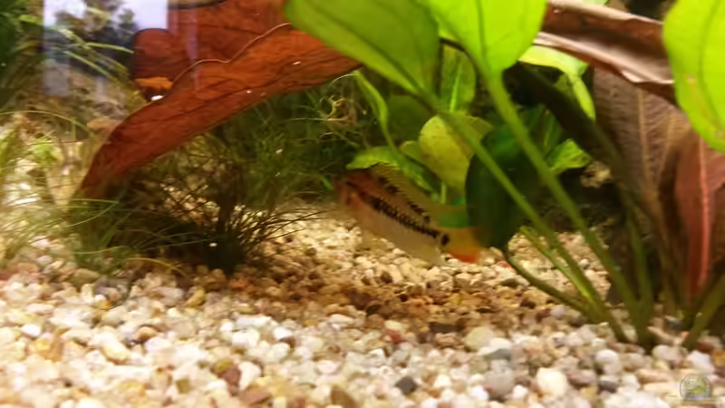 Besatz im Aquarium wild stones and plants von Dreadnought (49)