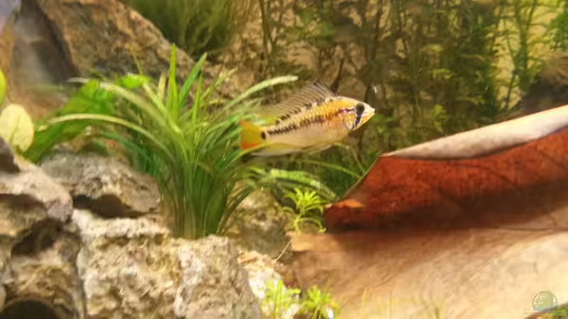 Besatz im Aquarium wild stones and plants von Dreadnought (50)