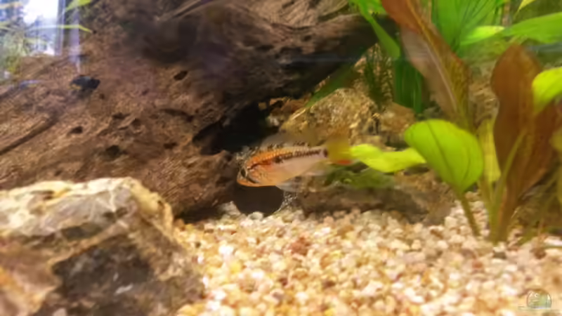 Besatz im Aquarium wild stones and plants von Dreadnought (51)