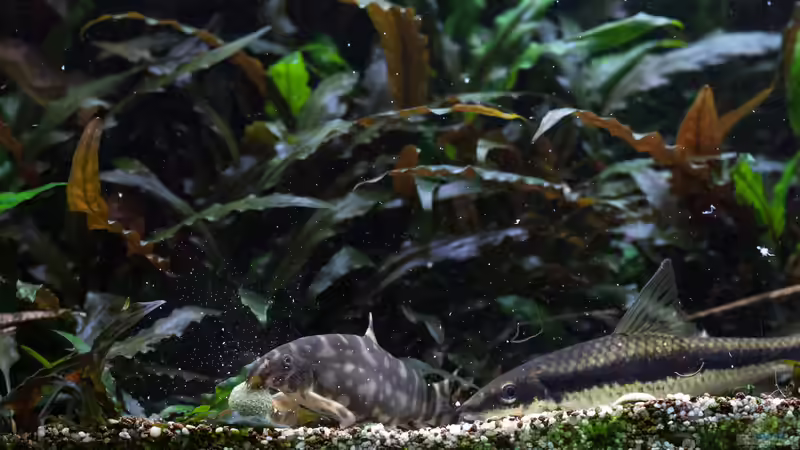 Besatz im Aquarium Wild World(Restart) von Der Nicky (105)