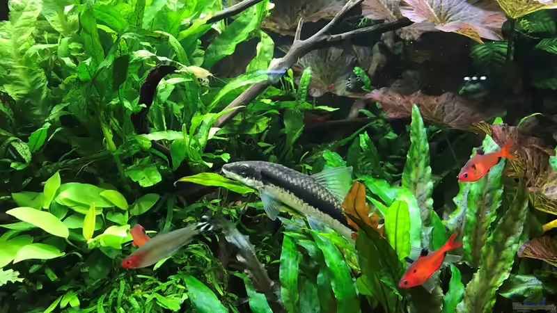 Besatz im Aquarium Wild World(Restart) von Der Nicky (82)