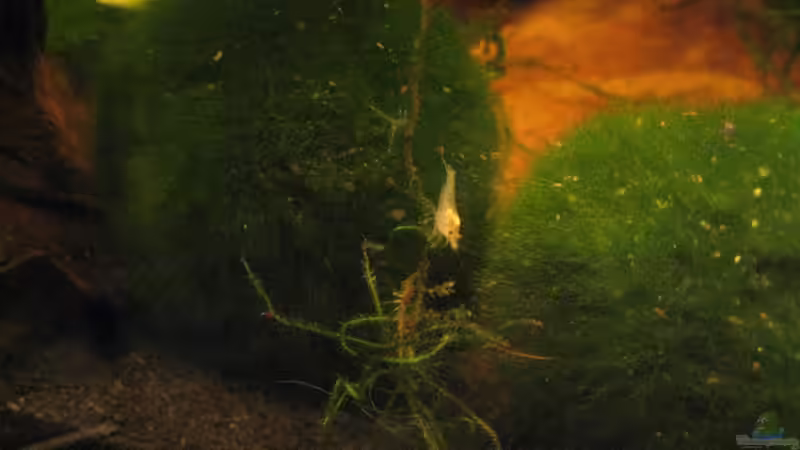 Besatz im Aquarium Wilde 13 von Maclya (8)