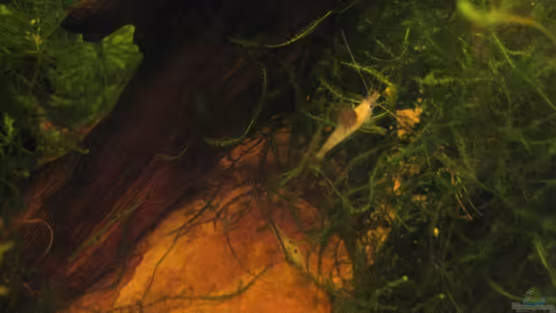 Besatz im Aquarium Wilde 13 von Maclya (9)