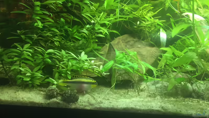 Besatz im Aquarium wilder Aquarientraum von Elea von Dicrossus (11)