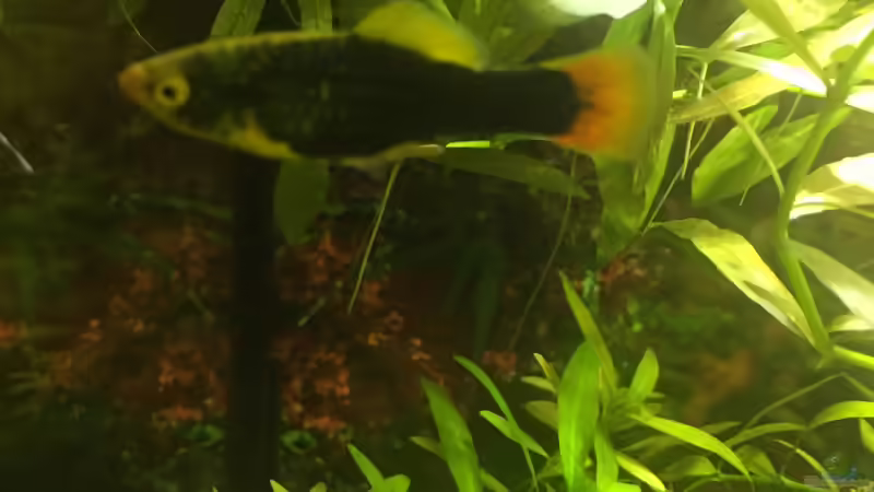 Besatz im Aquarium wilder Aquarientraum von Elea von Dicrossus (3)