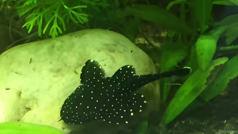 Besatz im Aquarium wilder Aquarientraum von Elea von Dicrossus (4)