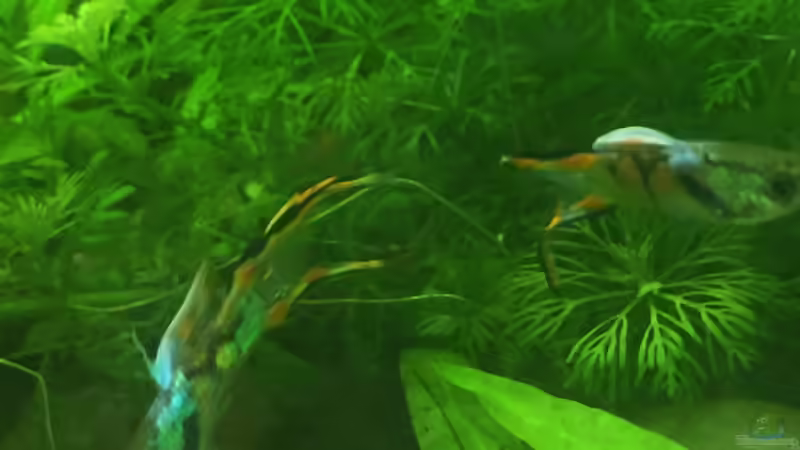 Besatz im Aquarium wilder Aquarientraum von Elea von Dicrossus (5)