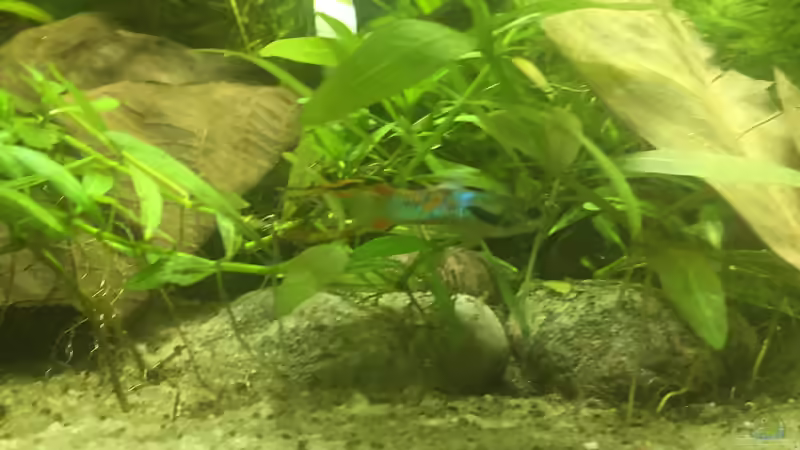 Besatz im Aquarium wilder Aquarientraum von Elea von Dicrossus (6)