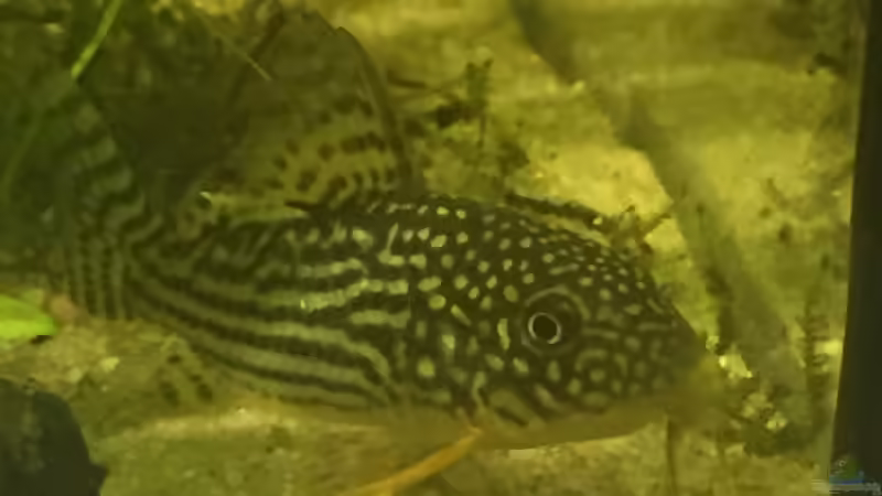 Besatz im Aquarium wilder Aquarientraum von Elea von Dicrossus (7)